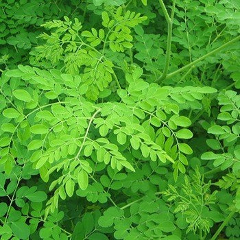 Fresh Drumstick Leaves 1 Bunch