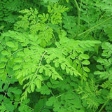 Fresh Drumstick Leaves 1 Bunch
