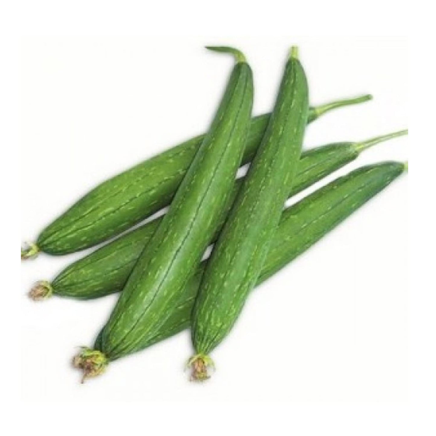 Fresh Sponge Gourd
