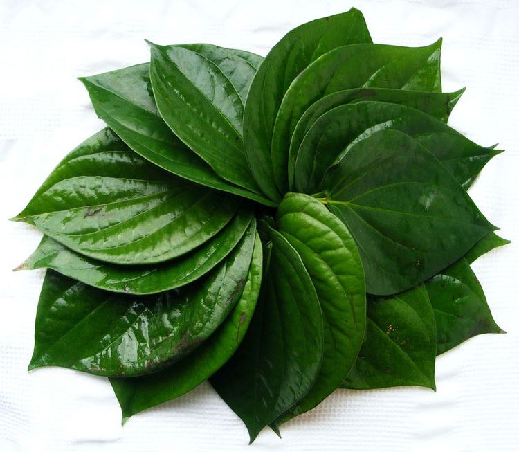 ತಾಜಾ ಮಾವಿನ ಎಲೆ