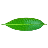 Fresh Mango Leaf (Indian)