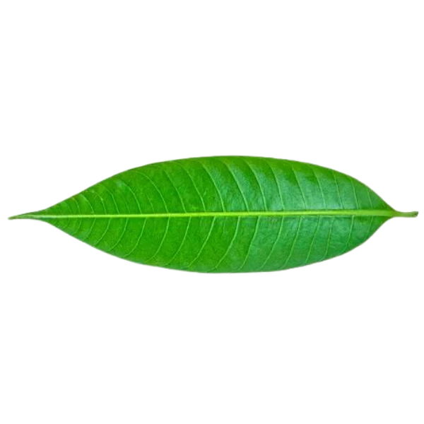Fresh Mango Leaf (Indian)