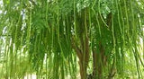 ताजी शेवग्याची पाने १ घड