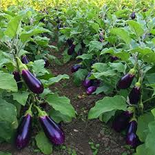 Fresh Eggplant