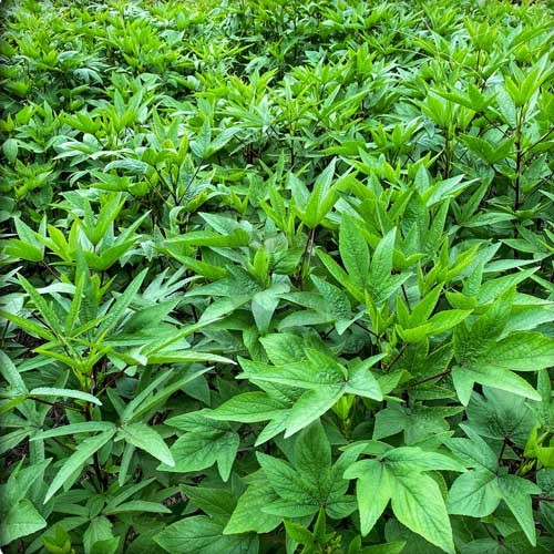 তাজা গঙ্গুরা পাতা