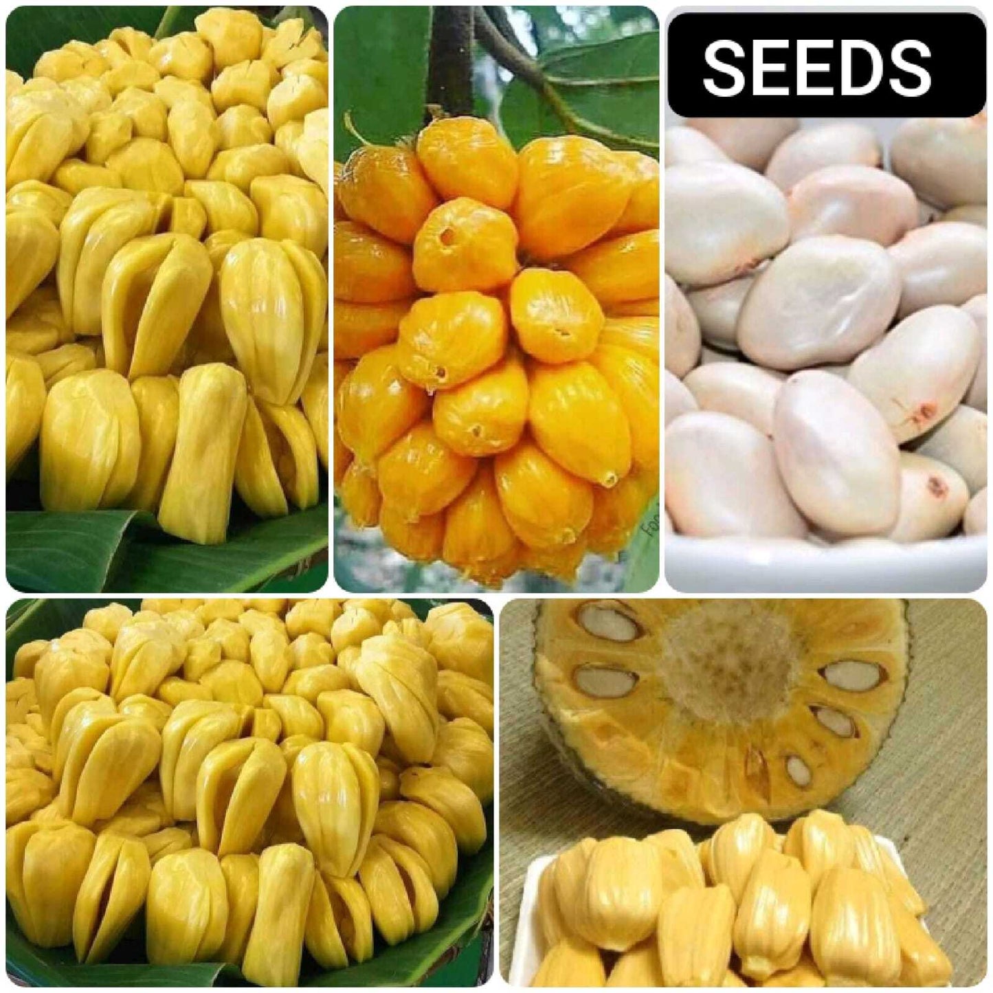 Fresh Jack Fruit Seeds (Indian)