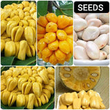 Fresh Jack Fruit Seeds (Indian)