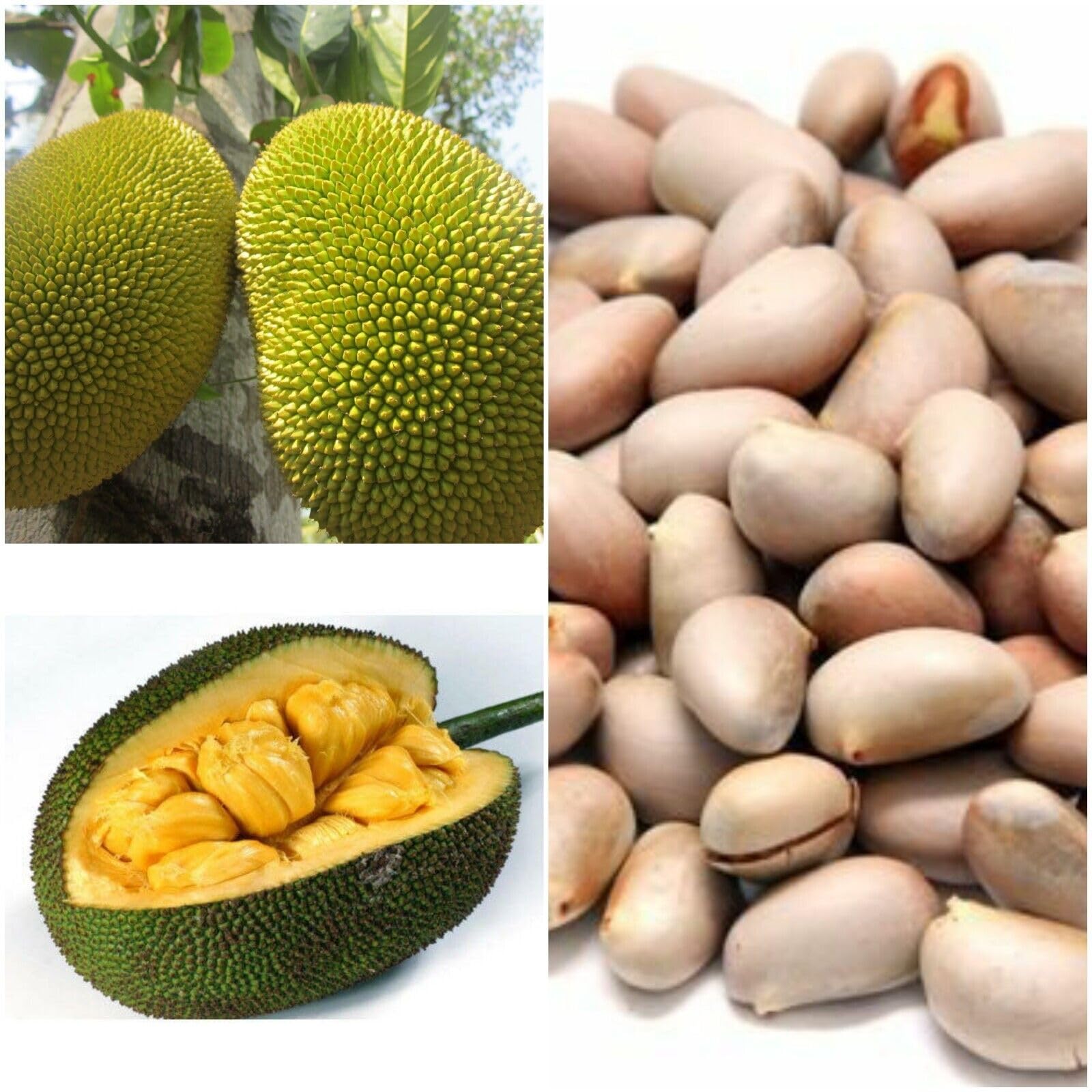 Fresh Jack Fruit Seeds (Indian)