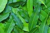 Fresh Mango Leaf 1 pic (Indian)