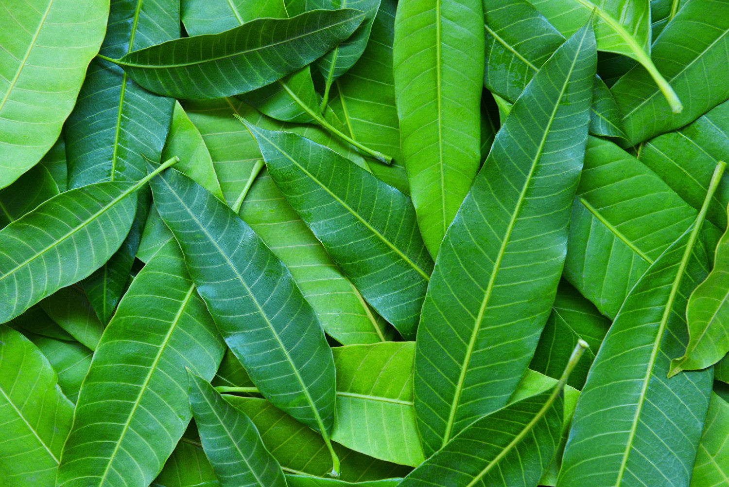 Fresh Mango Leaf 1 pic (Indian)