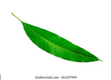 Fresh Mango Leaf 1 pic (Indian)