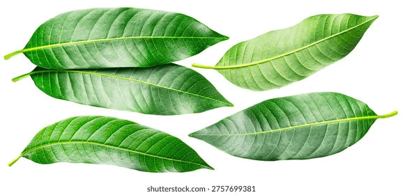 Fresh Mango Leaf (Indian)
