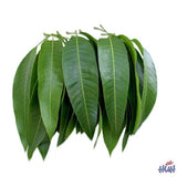 Fresh Mango Leaf (Indian)