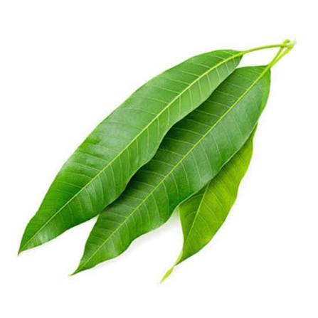 Fresh Mango Leaf (Indian)