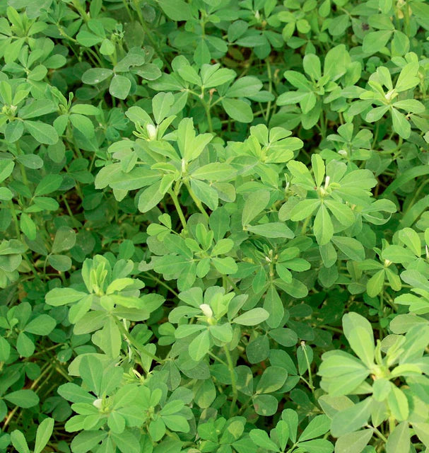 Fresh Methi Leaves (Indian)