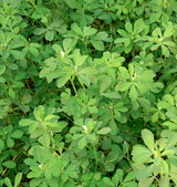 Fresh Methi Leaves (Indian)