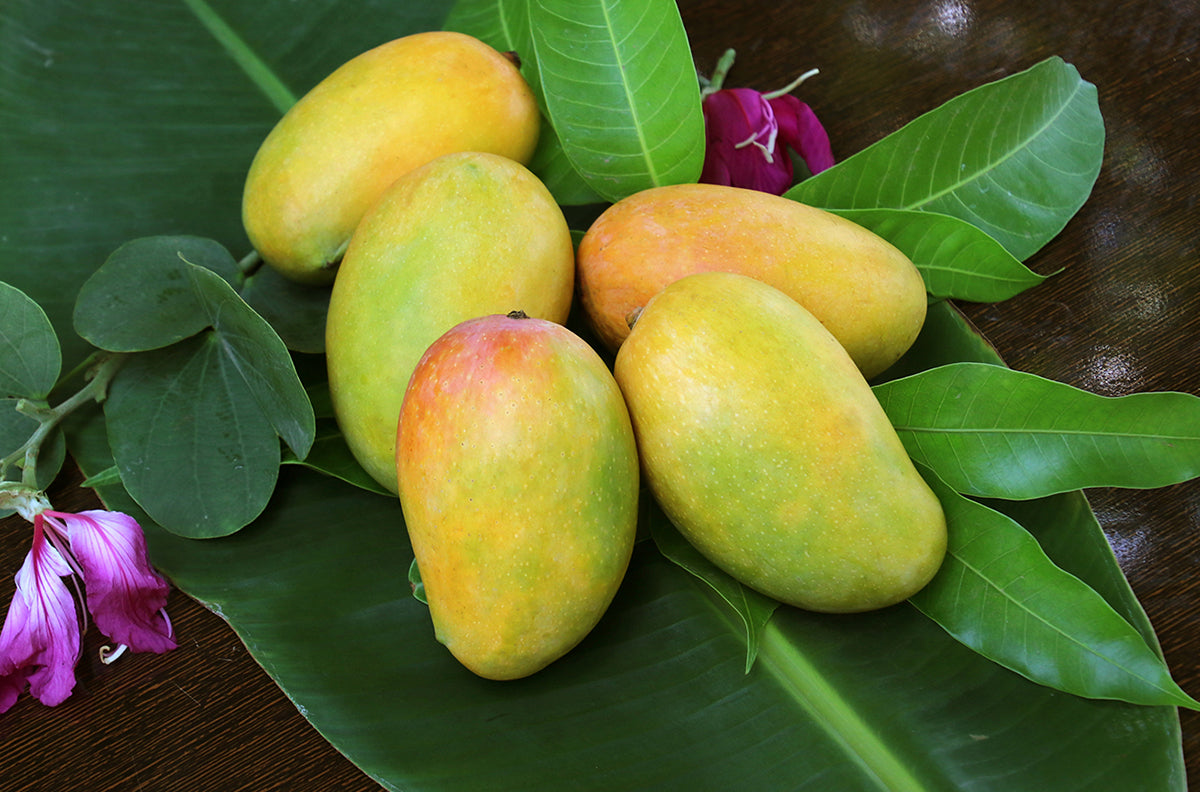 Fresh Kesar Mangoes 5 To 6 Pic in
