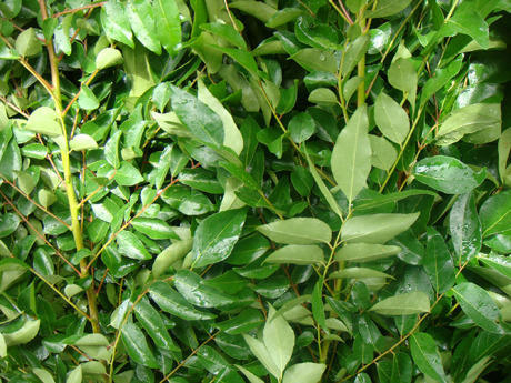 Fresh Curry Leaf Indian Sweet Neem Leaves